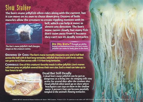 Lion's Mane Jellyfish - Wierd N'wild Creatures Wiki