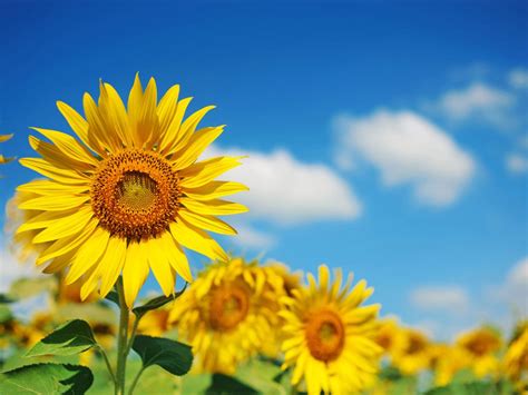 Annual And Perennial Sunflowers