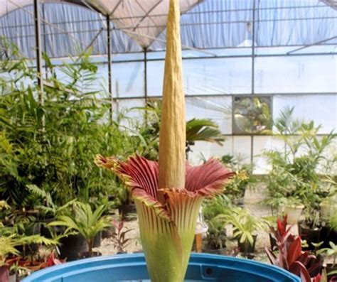 World's smelliest and largest flower blooms in Brazil