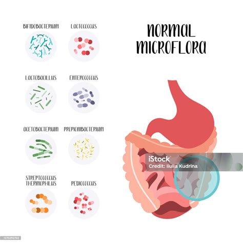 Probiotics Lactic Acid Bacteria Good Microorganisms For Stomach Gut And ...