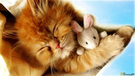 Cute Kittens Free Wallpaper - WallpaperSafari