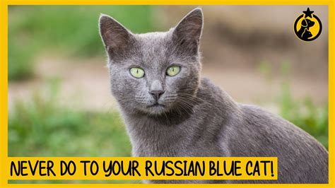 8 Things You Must Never Do to Your Russian Blue Cat – HousePetsCare.com