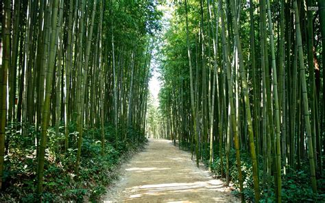 Bamboo Forest Japan Computer Wallpaper - WallpaperSafari