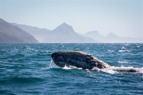 Whale watching in Baja California Sur | Hidden Corners