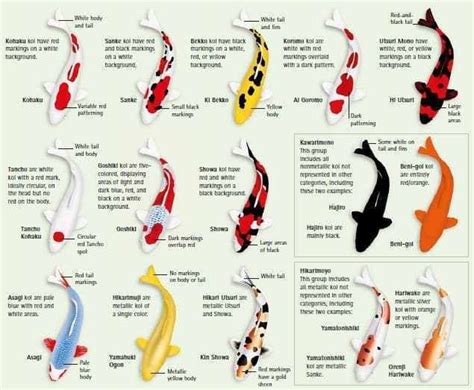 Koi fish meaning Unlock the Power: Koi Fish Meaning and Feng Shui Symbolism Explained 2024 ...