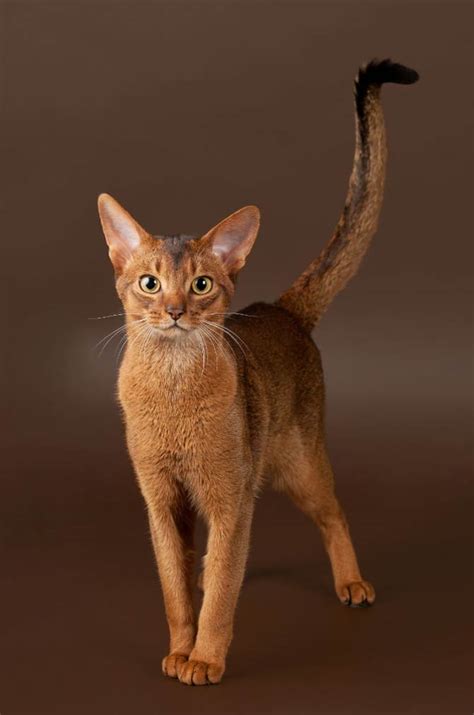 Abyssinian cat | DinoAnimals.com