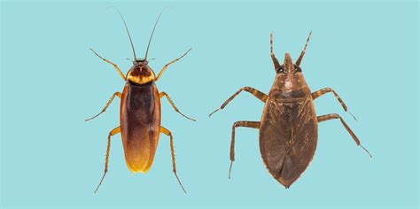 Water Bugs vs Cockroaches: How to Tell the Difference & Kill Them