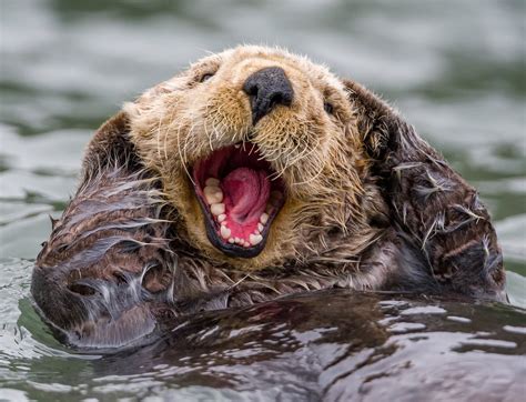 What's So Special About Sea Otters? - Ocean Conservancy