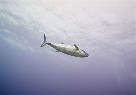 Dogtooth tuna stock photo. Image of fish, deep, scombridae - 23057450