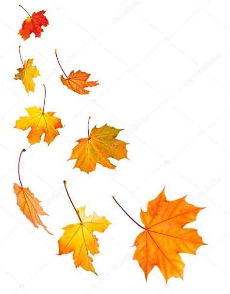 Fall maple leaves background Stock Photo by ©elenathewise 4565699