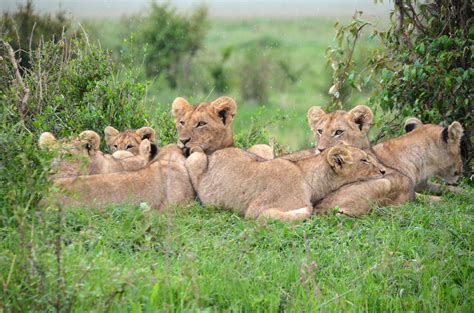 Pride of Lions in Kenya image - Free stock photo - Public Domain photo ...