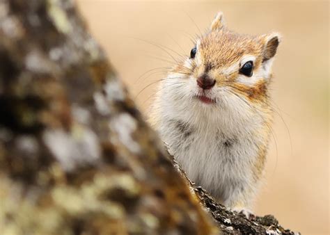 Things You Should Consider Before Choosing Chipmunks as Pets