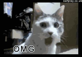 Omg Cat GIFs - Find & Share on GIPHY