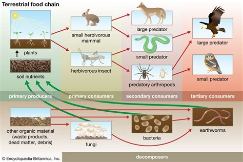 Ecosystem - Trophic Levels, Food Chains, Interactions | Britannica