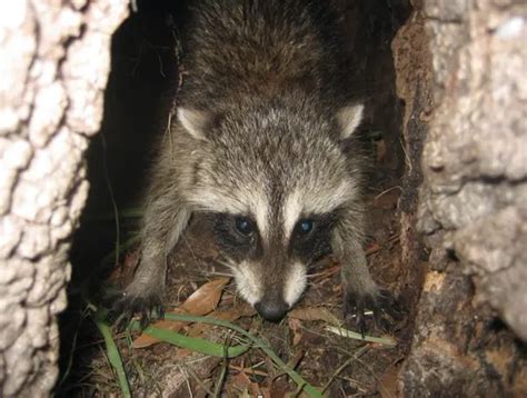 Raccoon Facts: Anatomy, Diet, Habitat, Behavior - Animals Time