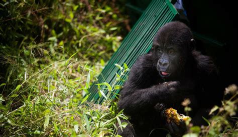 UNESCO condemns killing of rangers protecting mountain gorillas at renowned DR Congo wildlife ...