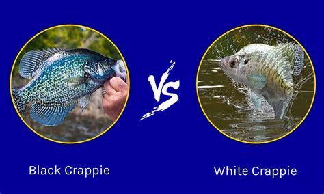 White Crappie vs Black Crappie: 5 Key Differences - A-Z Animals