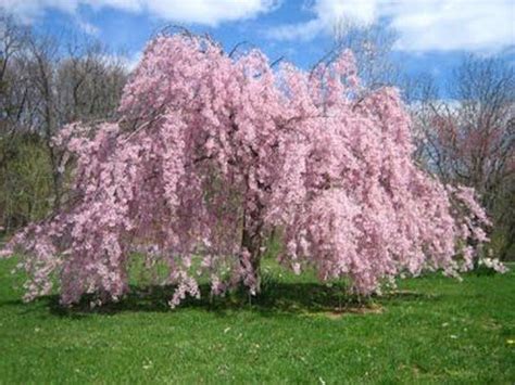 Weeping Cherry Tree Seeds for Planting | 10+ Seeds | Highly Prized for Bonsai - Walmart.com