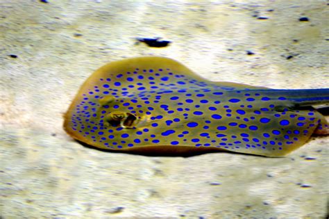 Blue-spotted Stingray – "OCEAN TREASURES" Memorial Library