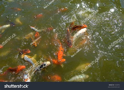 Goldfish Carp Swim Stock Photo 1520976 | Shutterstock