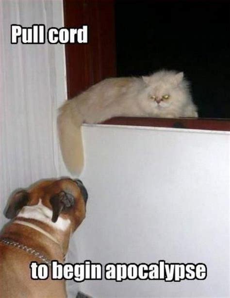 55 Funniest Cat Memes Ever