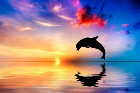 Dolphin silhouette jumping out of water during sunset digital wallpaper, sea, dolphin, sunset HD ...