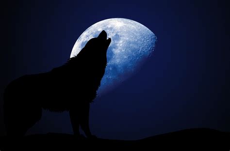 Wolf Howling Moon Silhouette Free Stock Photo - Public Domain Pictures