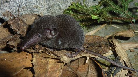 Discovered a new species of 'tree shrew' in Sapa