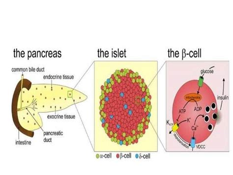 Pictures Of Beta Cells