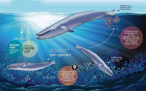 Under Threat: The Blue Whale – Sri Lanka's Unorthodox Whale - Underwater360