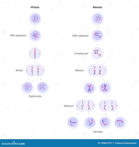 Mitosis And Meiosis Mitosis Cromosomas La Meiosis | Images and Photos finder