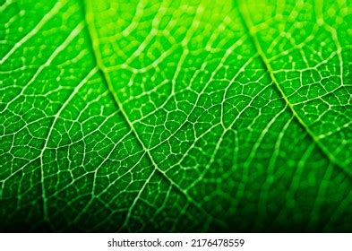 Close Veins On Leaf Stock Photo 2176478559 | Shutterstock