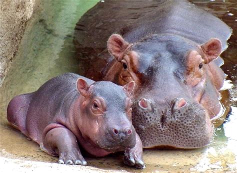 Mom and baby hippo - Hippos Photo (24490340) - Fanpop