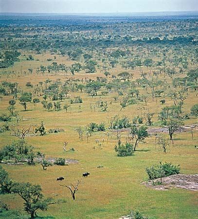 Savanna | African Grasslands, Wildlife & Climate | Britannica