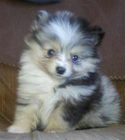 Pomchi Dog Breed » Pomeranian Chihuahua Mix