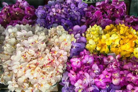 9 Pretty Orchid Flower Colors You'll Often See in Bloom