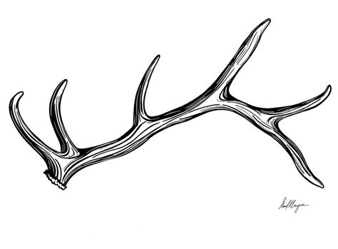 Elk Antler Graphic Digital Art by David Burgess - Fine Art America