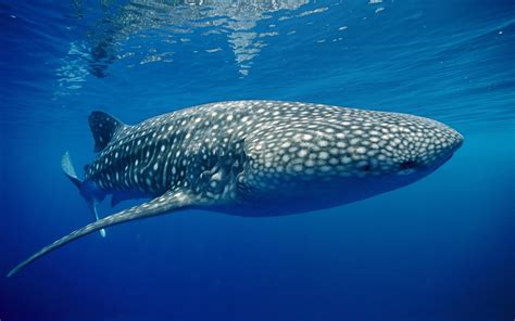 Whale Shark - Amaxing