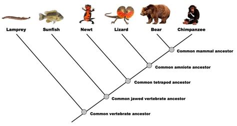 Pin sa Option D5: Phylogeny and Systematics