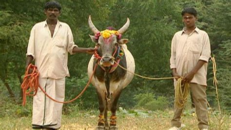 Holy Cow | Hinduism's Sacred Animal | Nature | PBS