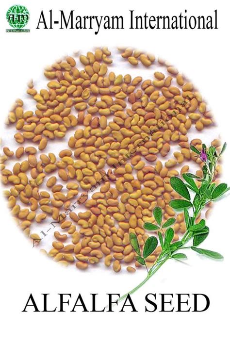 Alfalfa Seeds at Best Price in Hyderabad, Sind | Al-marryam International