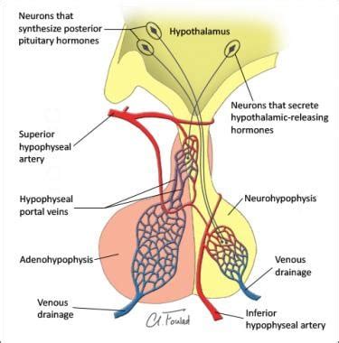 Pituitary Anatomy