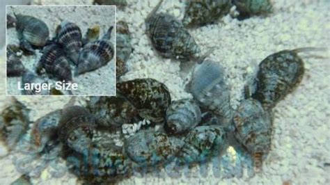 Nassarius Snail - East Pacific, Size Small For Sale (Nassarius tiarula). TOP Care facts ...