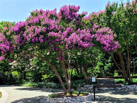 Crepe Myrtle Bark Diseases: Learn About Crepe Myrtle Bark Scale Treatment | Gardening Know How