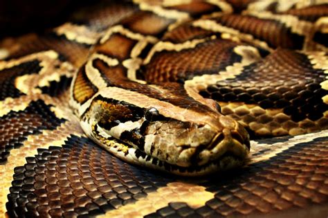 Burmese Python- An Invasive Species Exposed - HubPages