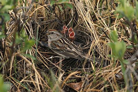 Free picture: tree, sparrow, chicks, nest