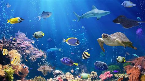 Great Barrier Reef Wallpaper (61+ images)