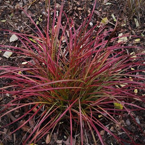 Ornamental Grass: Miscanthus sinensis Little Miss | White Flower Farm