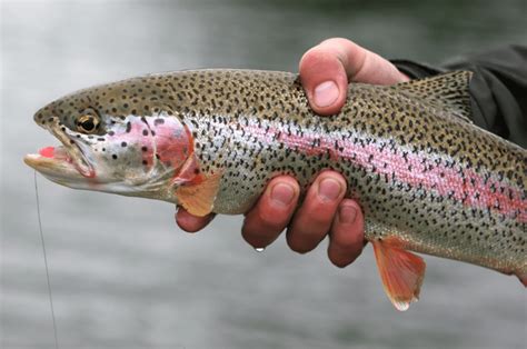 Cutthroat Trout vs Rainbow vs Cutbow Trout: Key Differences