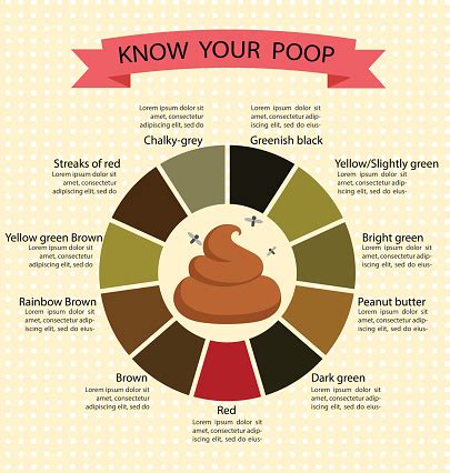 Adult Human Poop Chart Stool Color